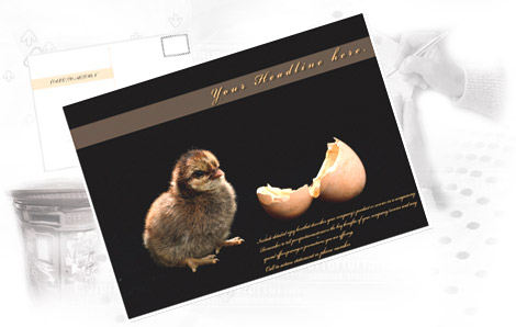 Post card Design Sample 6